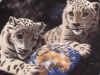 02_petit.JPG (2281 octets)