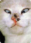 chat_mouche.jpg (37485 octets)