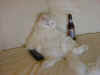 Cats.jpg (46866 octets)