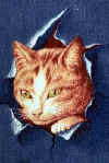 Chat1.JPG (12734 octets)