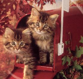 chaton.JPG (16069 octets)