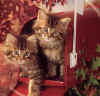 chaton_petit.JPG (2578 octets)