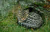 ACDD0F1.jpg (75204 octets)