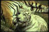 BIG052.JPG (21774 octets)