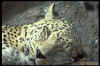 Big015.jpg (18532 octets)