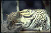 Big020.jpg (17009 octets)