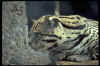 Big024.jpg (16353 octets)