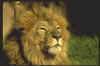 Big033.jpg (14088 octets)