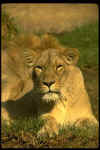 Big036.jpg (17212 octets)