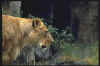 Big037.jpg (13514 octets)