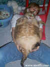 Bigpussy.jpg (48731 octets)