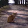 Chat15.jpg (28944 octets)