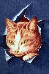 Chat1.JPG (12734 octets)