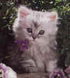 02_petit.JPG (2492 octets)