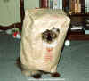 cat1.jpg (26205 octets)