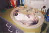 cat2.jpg (27003 octets)