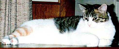 chat2.JPG (22604 octets)