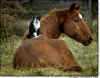 chat cheval.jpg (45431 octets)