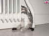 chat_radiateur.jpg (30302 octets)