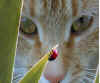 curieux.jpg (46182 octets)