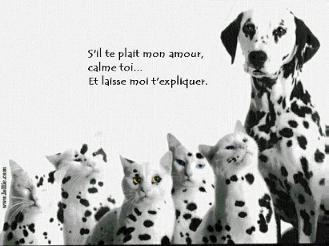 dalmatie.jpg (16369 octets)