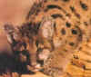 guepard1.jpg (12118 octets)
