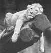 lion.jpg (60449 octets)