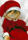 noel.jpg (41567 octets)