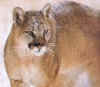 puma.jpg (5240 octets)