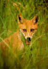 renard