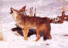 renard