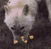 loup