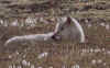 loup