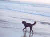 Chien8.jpg (43497 octets)