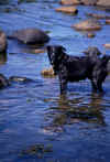 Chieneau.jpg (87411 octets)