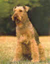 airedale.JPG (38280 octets)