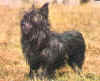 affenpinscher.jpg (22516 octets)