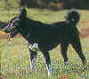 akita-inu.JPG (16394 octets)