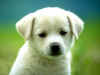 ani_chiens014_800.jpg (67711 octets)