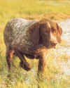 braque allemand.jpg (32657 octets)