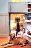 chien frigo.JPG (32448 octets)