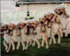 chien.JPG (87611 octets)