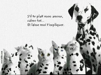 dalmatie.jpg (21728 octets)