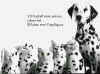 dalmatie.jpg (21728 octets)