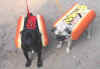 hotdogs.jpg (26310 octets)