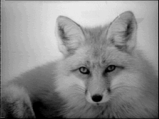 loup_blanc.GIF (63152 octets)
