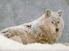 loup_neige.GIF (165811 octets)