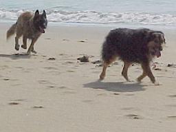 courir_plage.JPG (7923 octets)