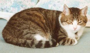 trotti_91.JPG (11710 octets)